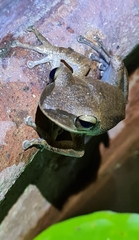 Polypedates leucomystax