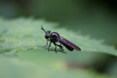 Cerotainia macrocera