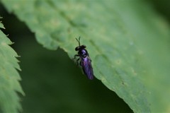 Cerotainia macrocera