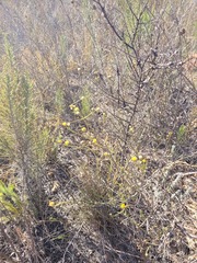 Marasmodes undulata