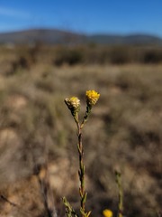 Marasmodes undulata