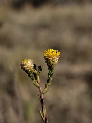 Marasmodes undulata