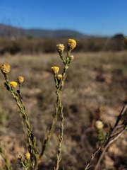 Marasmodes undulata