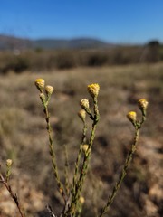 Marasmodes undulata