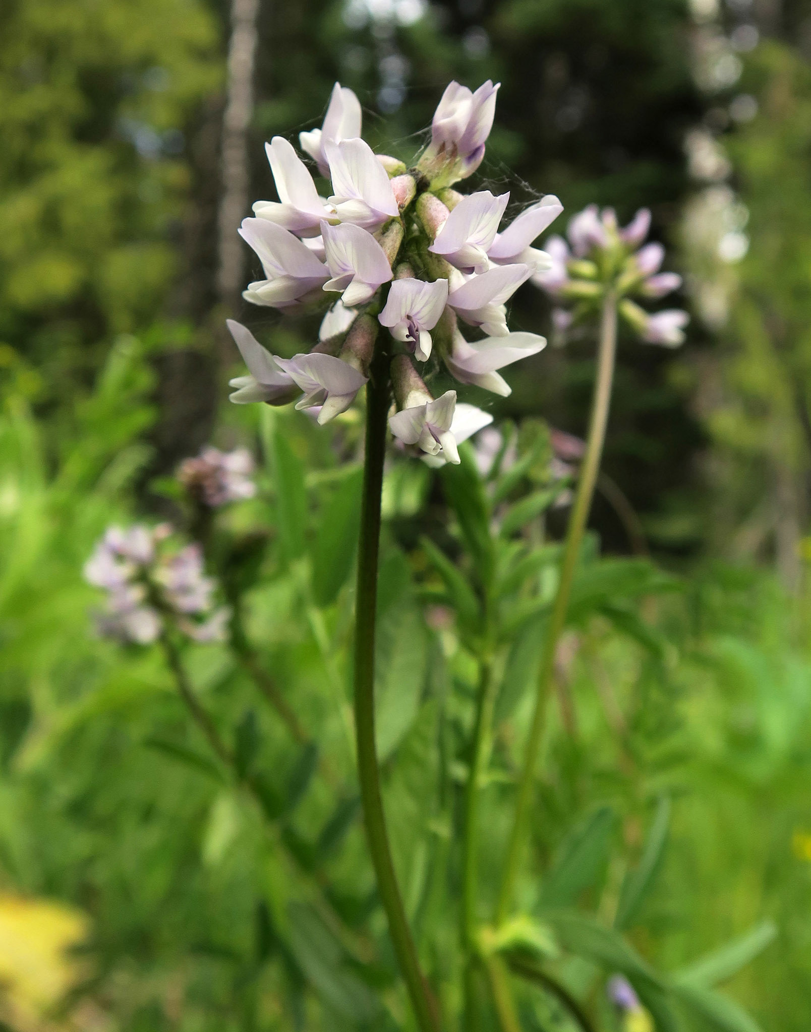 Astragalus robbinsii