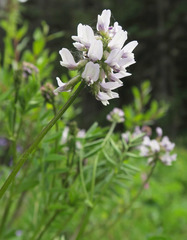 Astragalus robbinsii