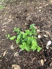 Clinopodium douglasii