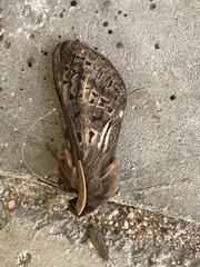Oxycanus antipoda