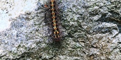 Lepidoptera