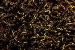 Sarmentypnum sarmentosum