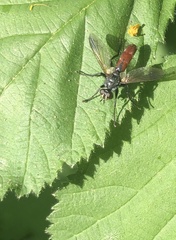 Cylindromyia bicolor