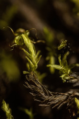 Sarmentypnum sarmentosum