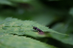 Cerotainia macrocera