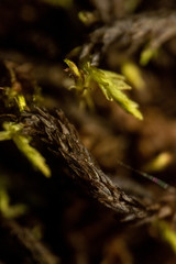 Sarmentypnum sarmentosum