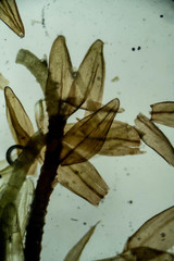 Sarmentypnum sarmentosum