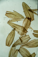 Sarmentypnum sarmentosum