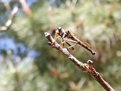 Neoitamus