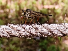 Neoitamus