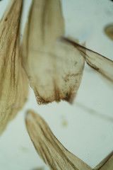 Sarmentypnum sarmentosum