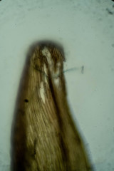 Sarmentypnum sarmentosum