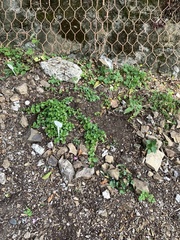 Clinopodium douglasii
