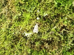 Scopariinae