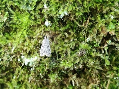 Scopariinae