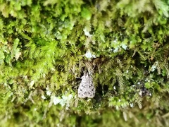Scopariinae