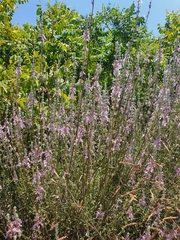Teucrium creticum