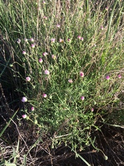 Aphanostephus riddellii