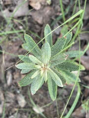 Eriogonum multiflorum