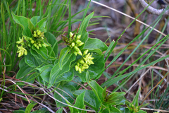 Vincetoxicum hirundinaria nivale