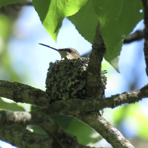 Ruby-throated Hummingbird photographed in North Dakota