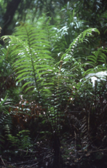 Blechnum camfieldii
