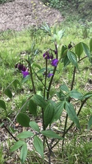 Lathyrus vernus