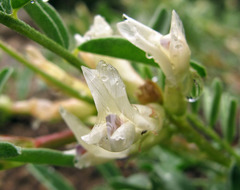 Astragalus bolanderi