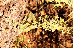 Sida hackettiana