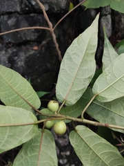 Ficus heteromorpha