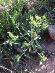 Ditaxis humilis