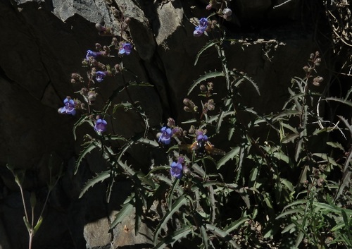 twoleaf beardtongue (Penstemon diphyllus)