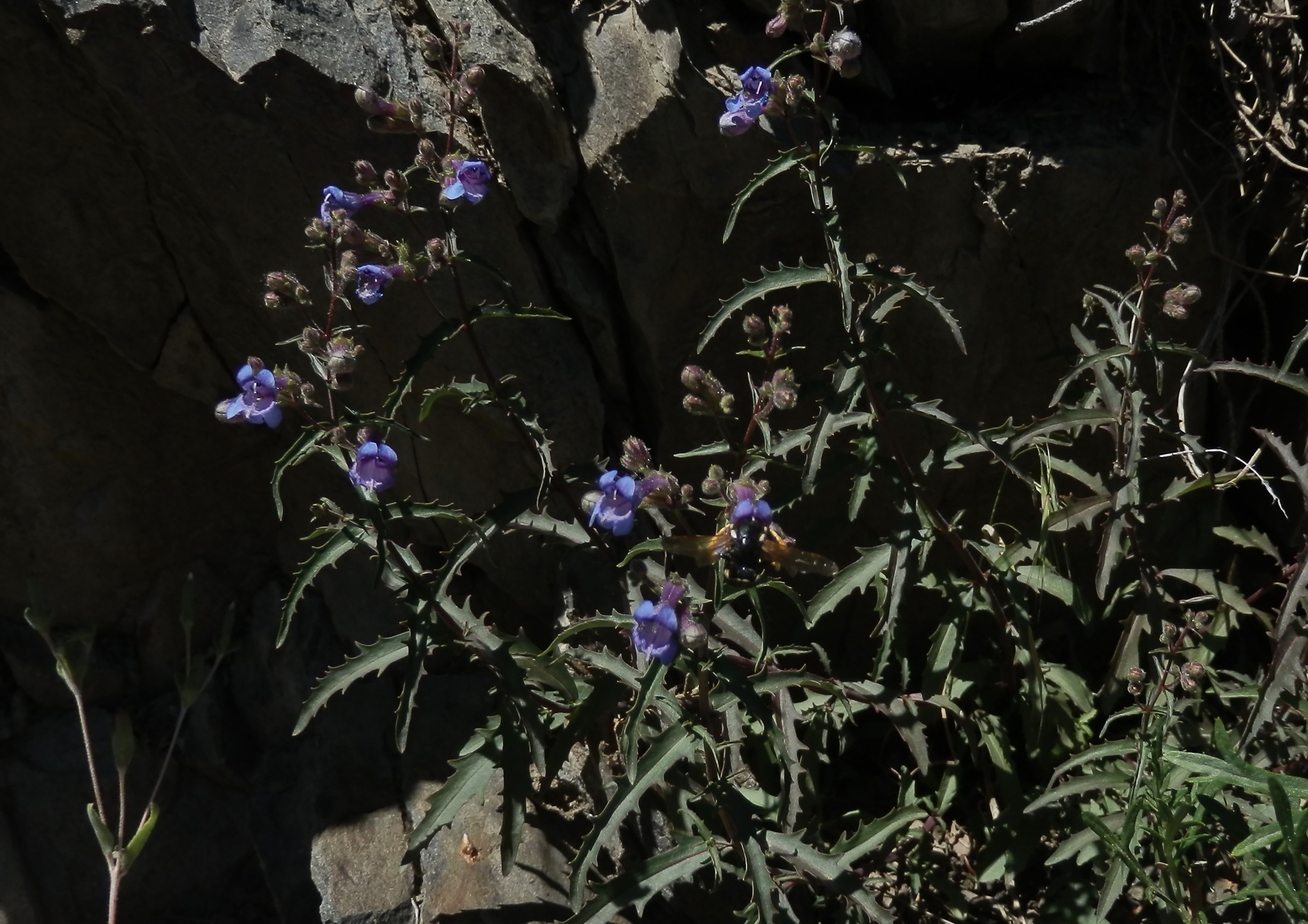 Penstemon diphyllus