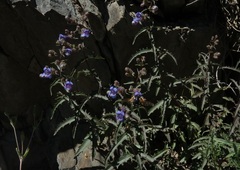 Penstemon diphyllus