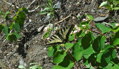 Papilio eurymedon