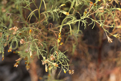 Schkuhria pinnata