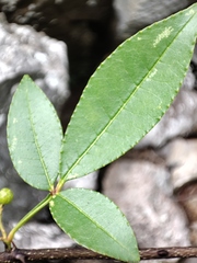 Zanthoxylum armatum