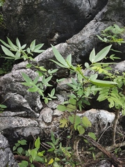 Zanthoxylum armatum