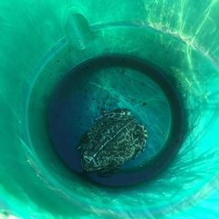 Anaxyrus boreas halophilus