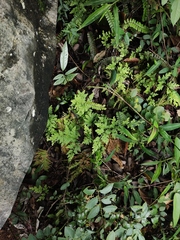 Adiantum malesianum