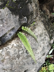 Adiantum malesianum