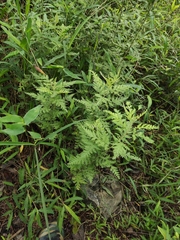 Artemisia gmelinii
